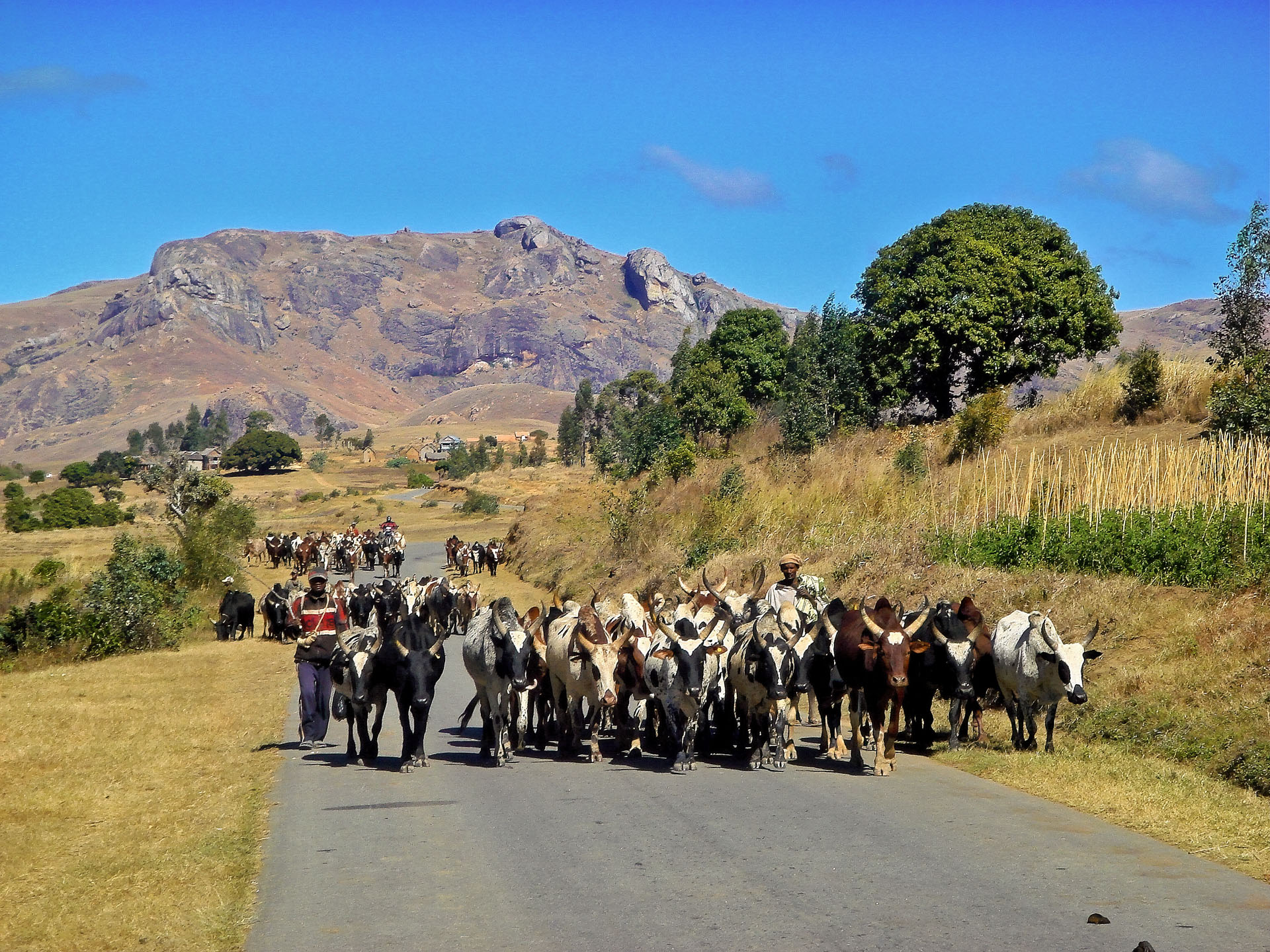 Zebu-Herde zwischen Anja Park und Ambalavao: Zebus werden in traditioneller Art gehalten, d.h. in extensiver Weidewirtschaft. Sie sind wichtiger Fleischlieferant und dient als Zugtier.  Der größte Viehmarkt Madagaskars befindet sich in Ambalavao. Hier versammeln sich Hirten und Viehzüchter, um ihre Zebus potenziellen Käufern zu präsentieren. Einige von ihnen legen mit ihren Herden Hunderte von Kilometern zurück, um hierher zu gelangen.